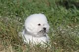 BICHON FRISE 043